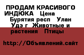 ПРОДАМ КРАСИВОГО ИНДЮКА › Цена ­ 3 000 - Бурятия респ., Улан-Удэ г. Животные и растения » Птицы   